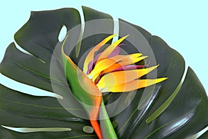 Monstera Deliciosa palm and Bird of Paradise flower