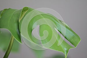 Monstera deliciosa philodendron 1849 photo