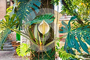 Monstera deliciosa plant.