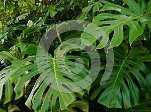 Monstera deliciosa photo