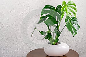 Monstera deliciosa plant in white pot standing on the wooden round table on the white wall background. Home gardening concept, photo