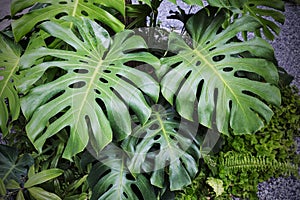 Monstera deliciosa plants in the garden Tropical leaves background photo