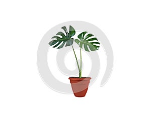 monstera deliciosa pot plant