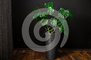 Monstera deliciosa or Swiss Cheese Plant in a gray flower pot on a wood floor, home gardening and connecting with nature