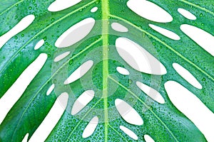 Monstera deliciosa or swiss cheese plant leaf closeup