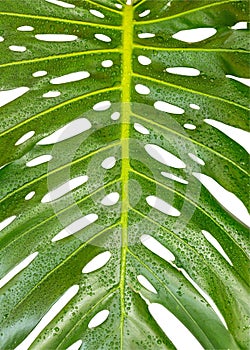 Monstera deliciosa tropical foliage plant large leaf closeup