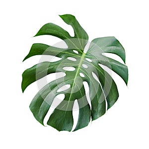 Monstera deliciosa tropical leaf isolated on white background