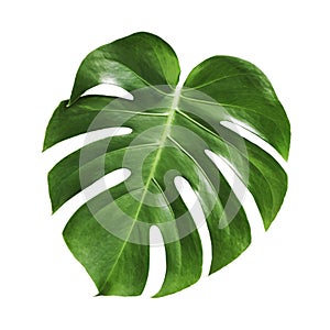 Monstera deliciosa tropical leaf isolated on white background