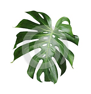 Monstera deliciosa tropical leaf isolated on white background photo