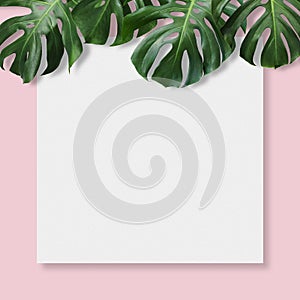 Monstera deliciosa tropical leaves and blank canvas