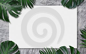 Monstera deliciosa tropical leaves and blank canvas photo
