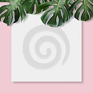 Monstera deliciosa tropical leaves and blank canvas photo