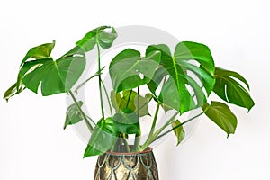 Monstera deliciosa, tropical plant on the white wall background. Potted beautiful monstera deliciosa closeup. Home gardening
