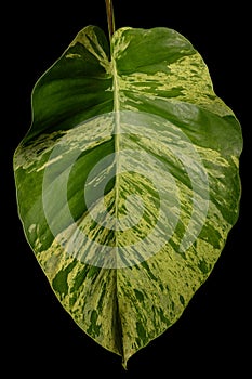 Monstera deliciosa variegated large leaf vine found in tropical climates