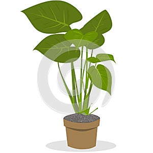 Monstera delicioso potted plant swiss cheese plant for green interior design and decoration photo