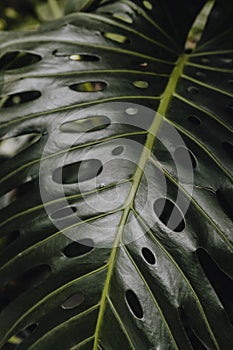 Monstera delicosa plant in the garden