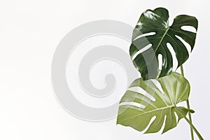 Monstera delicosa plant leaf on an off white background