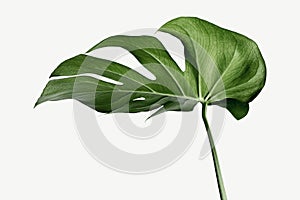 Monstera delicosa plant leaf  on a white background