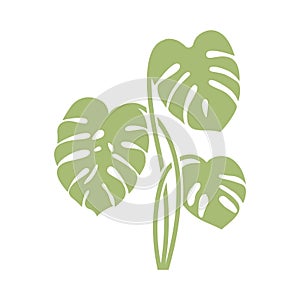 Monstera delicosa plant leaves icon.