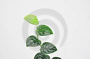 Monstera DUBIA or Satin Pothos, Silk Pothos or Silver hilodendron or Scindapsus pictus Hassk or Argyreus or Araceae photo