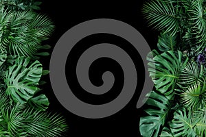 Monstera, fern, and palm leaves tropical foliage plant bush nature frame on black background.