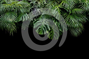 Monstera, fern, and palm leaves tropical rainforest foliage plan