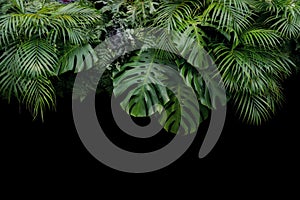   felce un Palma foglie tropicale foresta pluviale foglie 