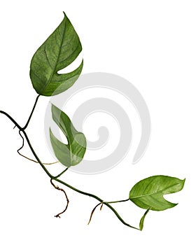 Monstera Ginny plant, Rhaphidophora tetrasperma isolated on white background, with clipping path