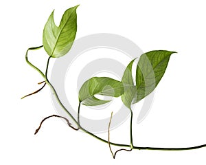 Monstera Ginny plant, Rhaphidophora tetrasperma isolated on white background, with clipping path