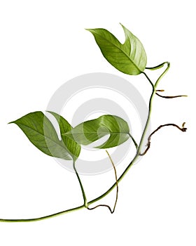 Monstera Ginny plant, Rhaphidophora tetrasperma isolated on white background, with clipping path