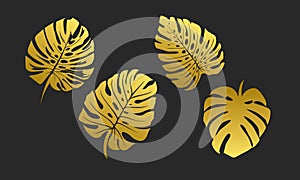 Monstera Gold