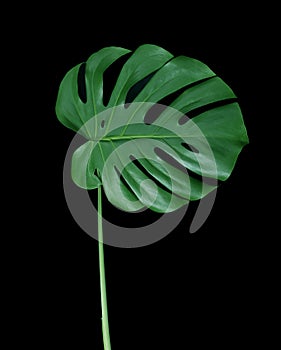 Monstera green leaf on black background.Tropical jungle foliage