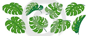 Monstera green leaf flat cartoon set tropic plant