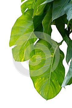 Monstera green leaf jungle creeping plants isolated on white background have clipping path