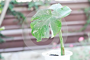 Monstera, Herricane plant or Swiss cheese plant or Monstera thai constellation