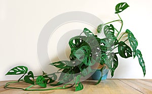 Monstera house potplant. or Cheese Plant. nice green urban jungle for green ECO concept interior at home.