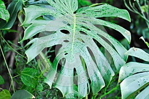 Monstera, Hurricane plant or Swiss cheese plant and rain drop