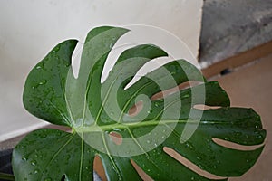 Monstera Indoor house plant close up view