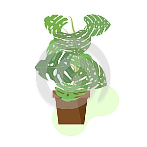 Monstera indoor tropical plant blooms in pot. Vector drawing in flat style on white background. For interior design