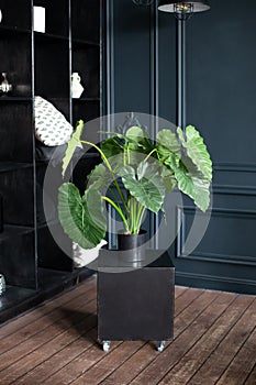 Monstera. Large green plant in pot on wooden floor in dark living room. Interior design, urban jungle decor. Houseplants. Plants i