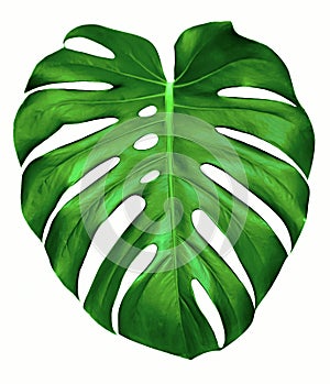 Monstera leaf.