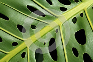 Monstera leaf