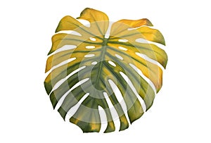 Monstera leaf