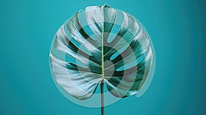 monstera leaf on a turquoise background, close up