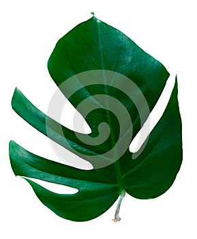 Monstera leaf on isolated background