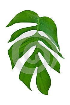 Monstera leaf isolated on white background with a cliping path