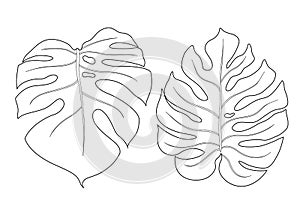 Monstera leaf outline  illustration