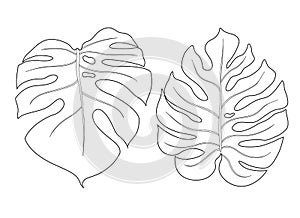 Monstera leaf outline  illustration photo