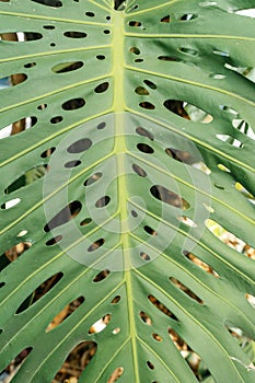 Monstera leaf palm. Pattern of a green leaf of a tropical monstera plant for interior decor. Jungle, botany, vegetation