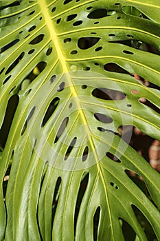 Monstera leaf palm. Pattern of a green leaf of a tropical monstera plant for interior decor. Jungle, botany, vegetation